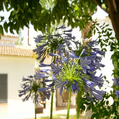 Mil Estrellas Bed & Breakfast Alhaurin el Grande
